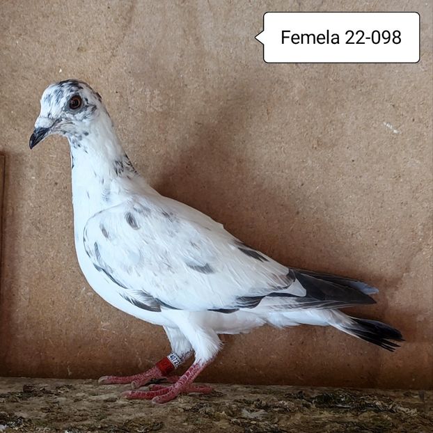 Femela 22-098 - Cuci