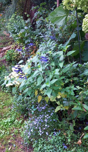  - 2025 - 03 - Toamna