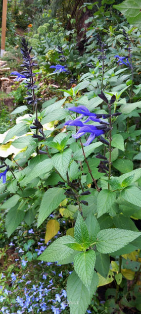  - 2025 - 03 - Toamna