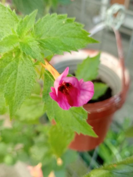 2025 - Cherry Blossoms