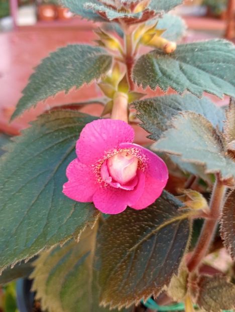  - RFs Roberto Rainbow Dream