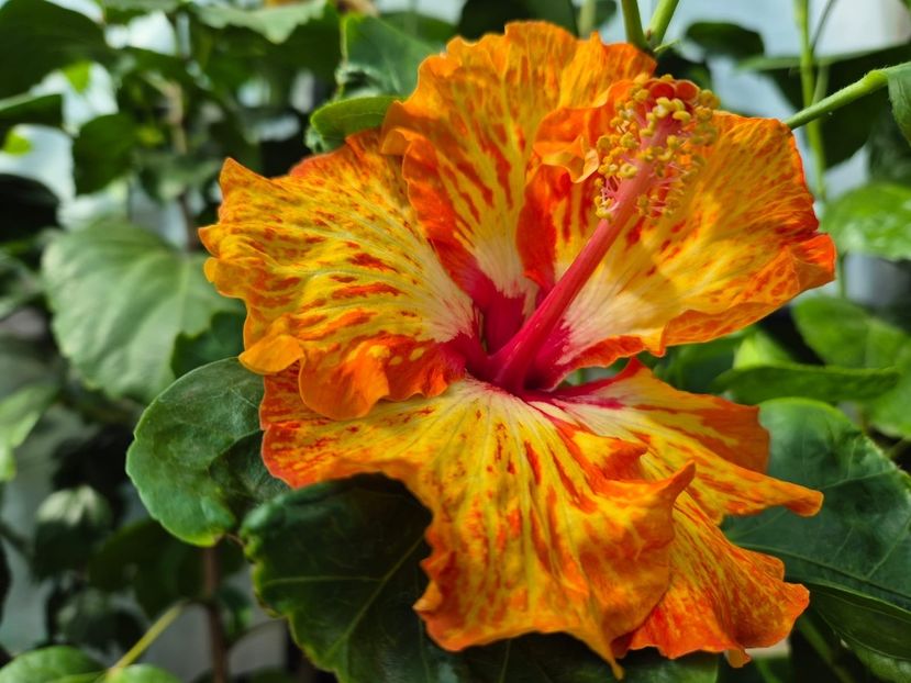 233671dc-743e-4281-abbe-12cdf2f11741 - Lady Cilento