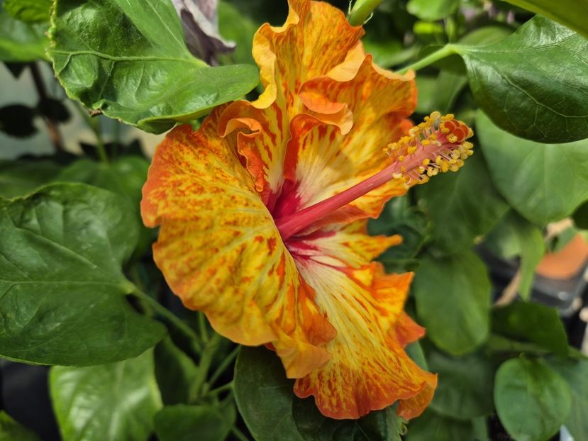 bb11c017-89ce-4fc3-87a1-0c91a3c07dec - Lady Cilento