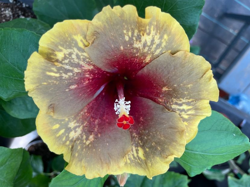  - MMT Pamant romanesc