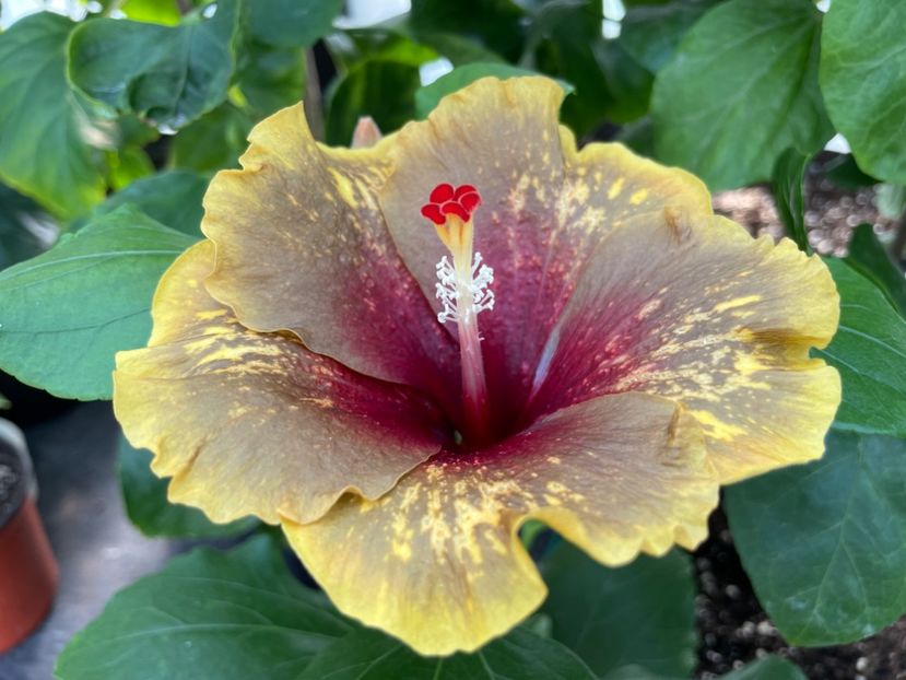  - MMT Pamant romanesc