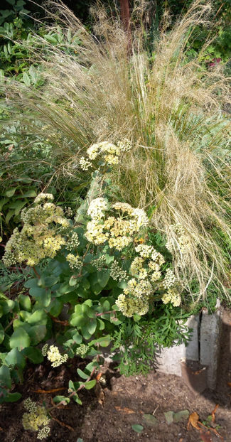  - 2025 - 03 - Toamna