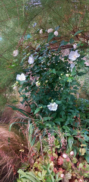  - 2025 - 03 - Toamna