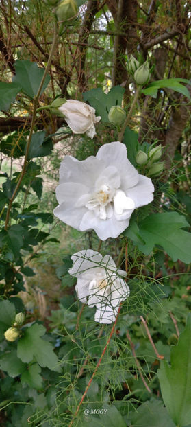  - 2025 - 03 - Toamna