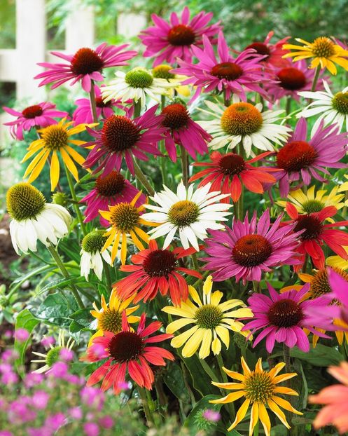 Echinacea_Butterfly_Mixed - Noutăți 2025