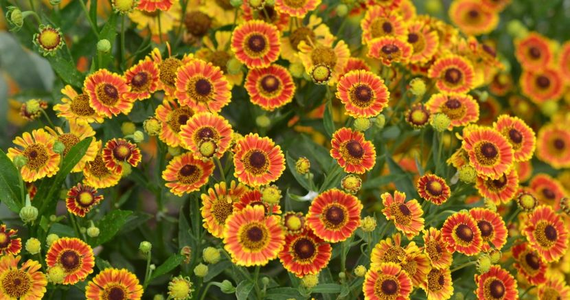 Helenium Mariachi Fuego - Noutăți 2025