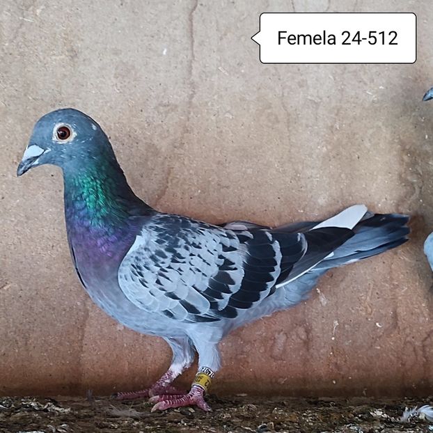 Femela 24-512 - Porumbei vanduti