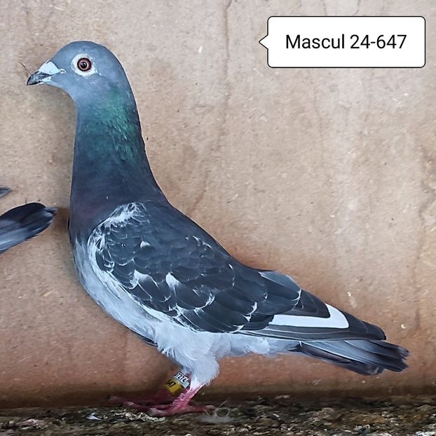 Mascul 24-647 - Gut list