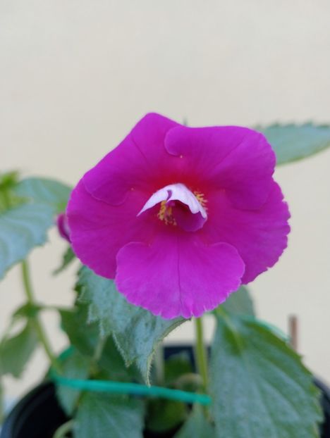  - BriDs Selva P Machado