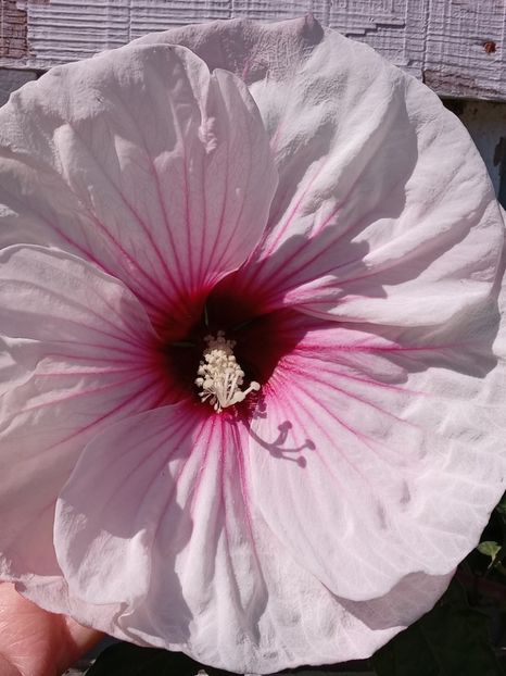  - HIBISCUS MOSCHETUOS