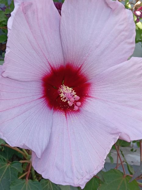  - HIBISCUS MOSCHETUOS