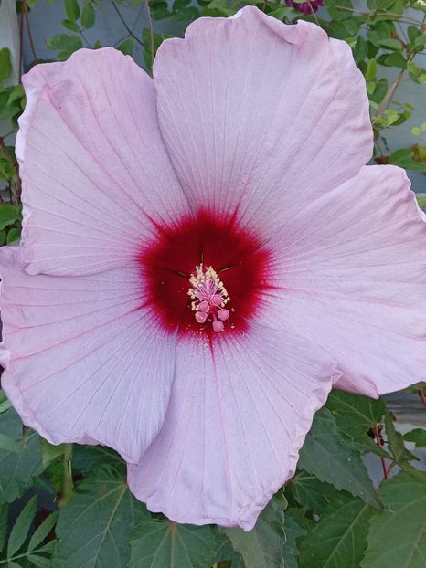  - HIBISCUS MOSCHETUOS