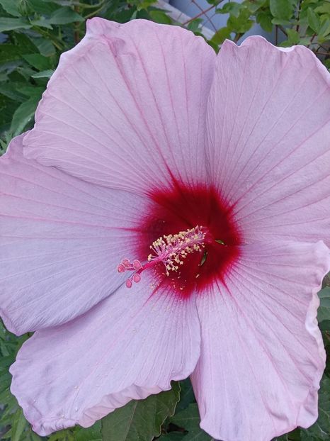  - HIBISCUS MOSCHETUOS