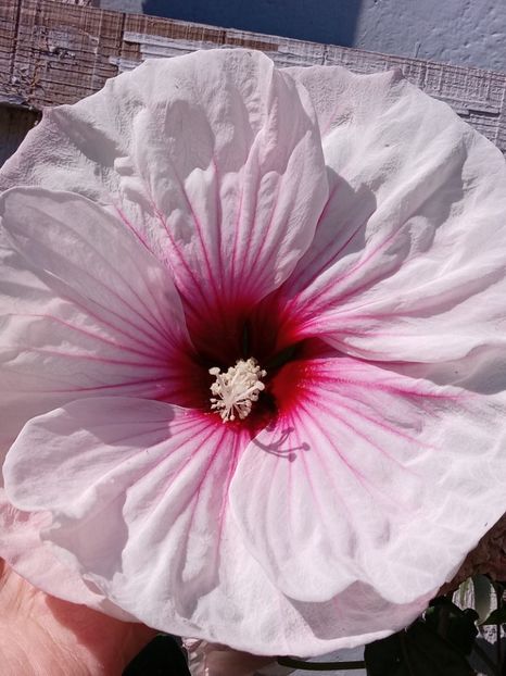  - HIBISCUS MOSCHETUOS