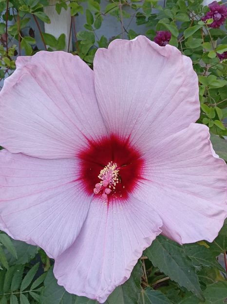  - HIBISCUS MOSCHETUOS