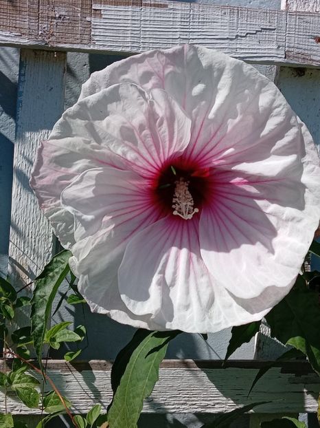  - HIBISCUS MOSCHETUOS