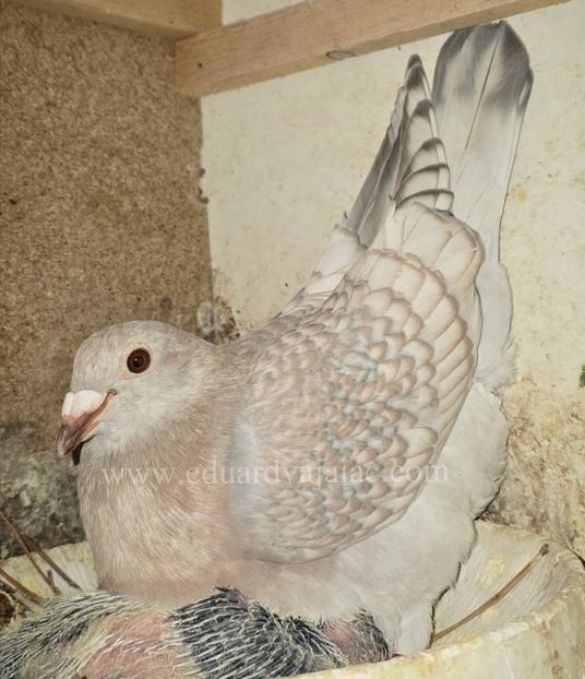  - Nu îmi aparțin 10