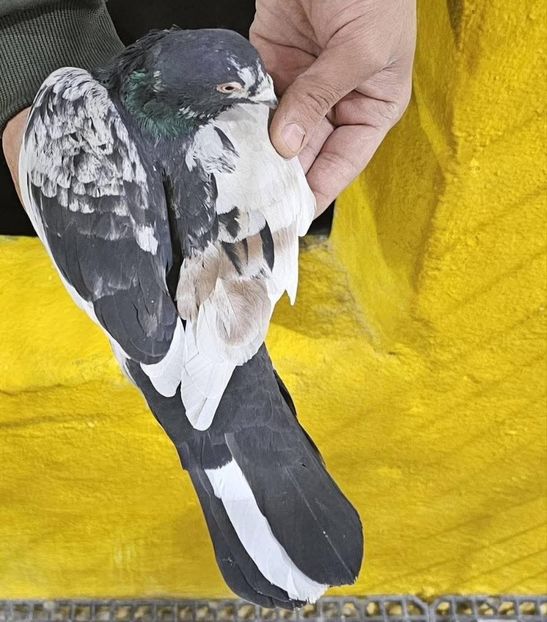  - Nu îmi aparțin 10