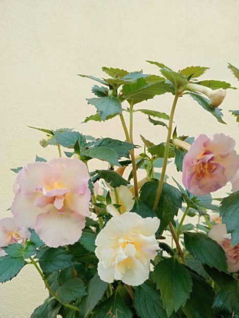  - Yellow English Rose