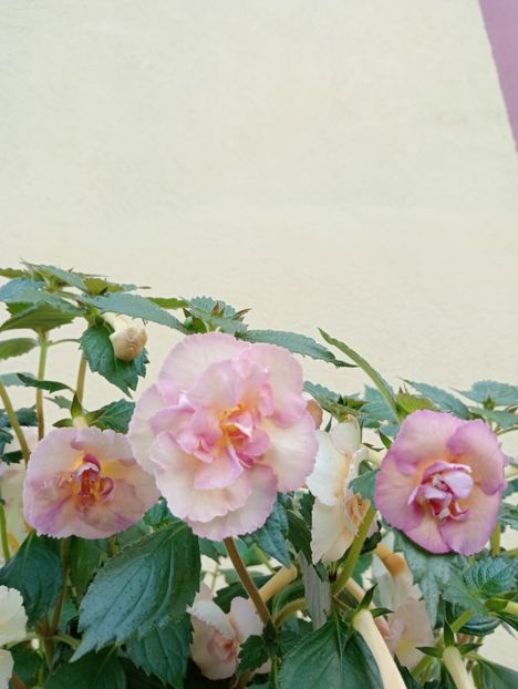  - Yellow English Rose