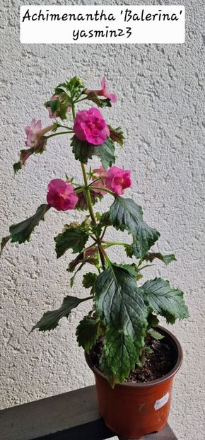 4.09.2025 - Balerina