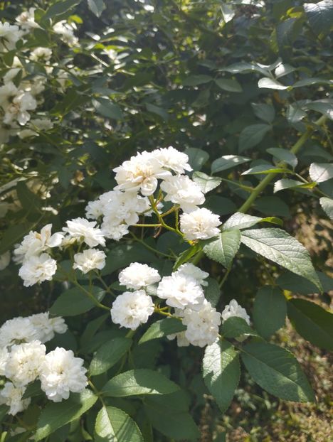  - Trandafiri 2025 ll