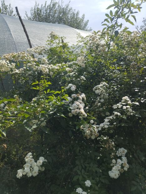  - Trandafiri 2025 ll