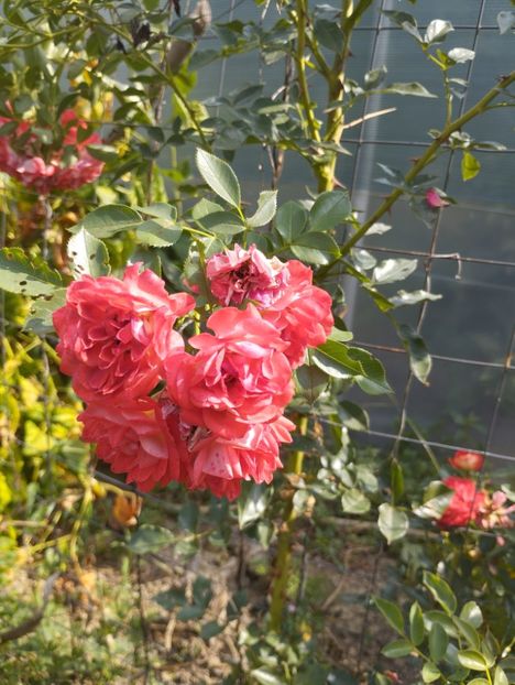  - Trandafiri 2025 ll