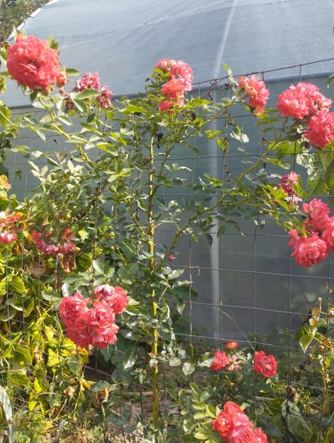  - Trandafiri 2025 ll