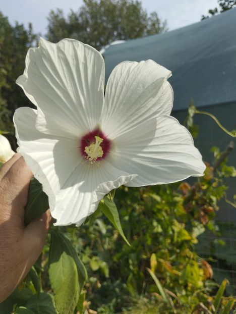  - Hibiscusi mouschetos 2025