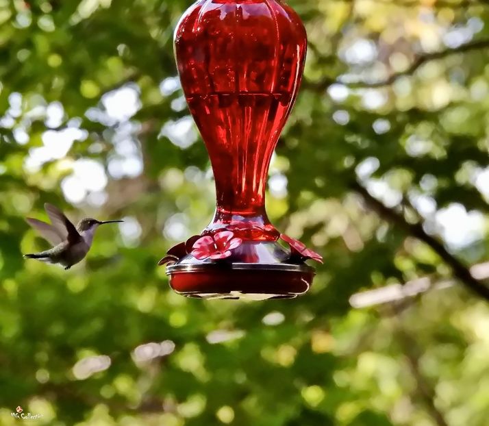 Colibri 2 a - C - BIRDS - Pasari