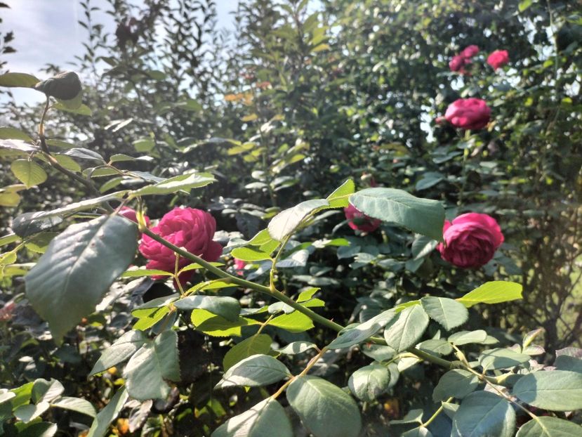 IMG20250904104019 - Toamna 2025