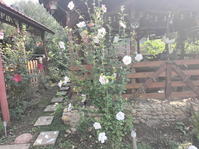 IMG20250904103953 - Toamna 2025