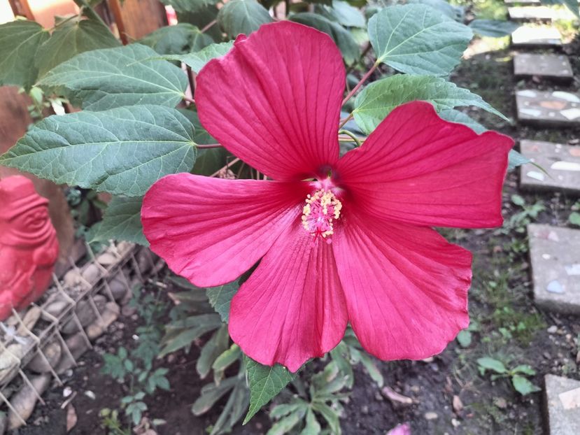 IMG20250904103938 - Toamna 2025