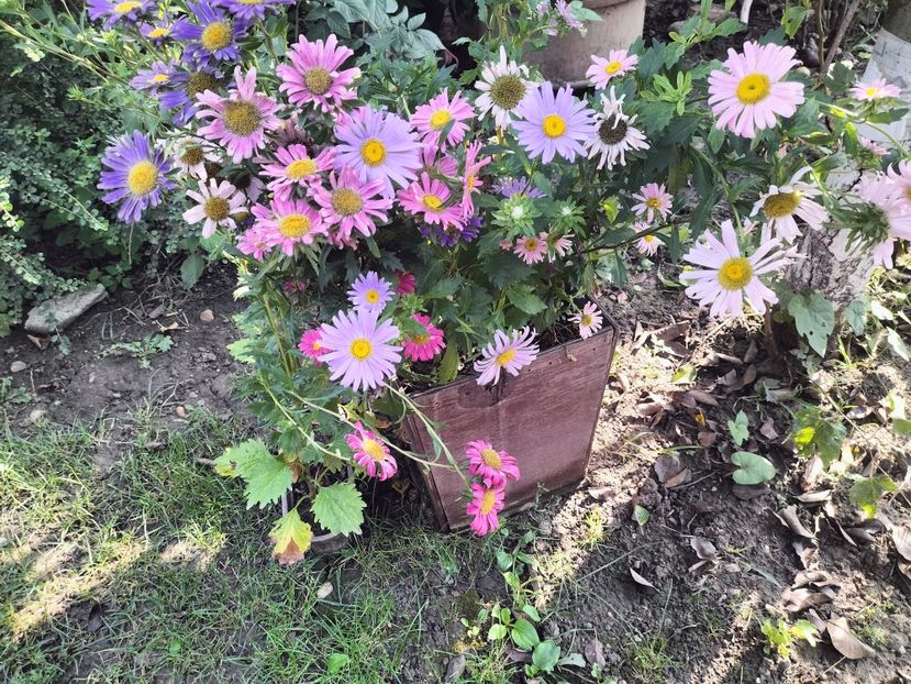 IMG20250904103914 - Toamna 2025