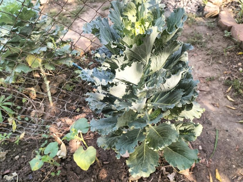 IMG20250904103804 - Toamna 2025