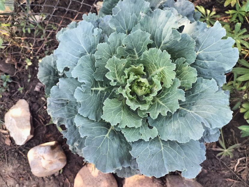 IMG20250904103748 - Toamna 2025