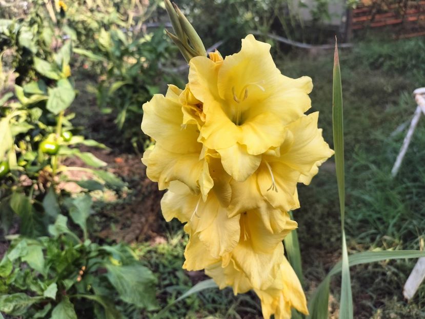 IMG20250904103723 - Toamna 2025