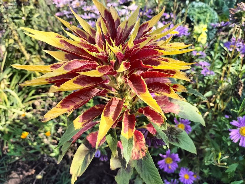 IMG20250904103645 - Toamna 2025