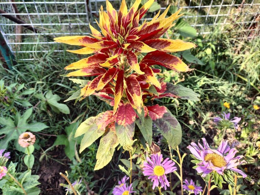 IMG20250904103636 - Toamna 2025