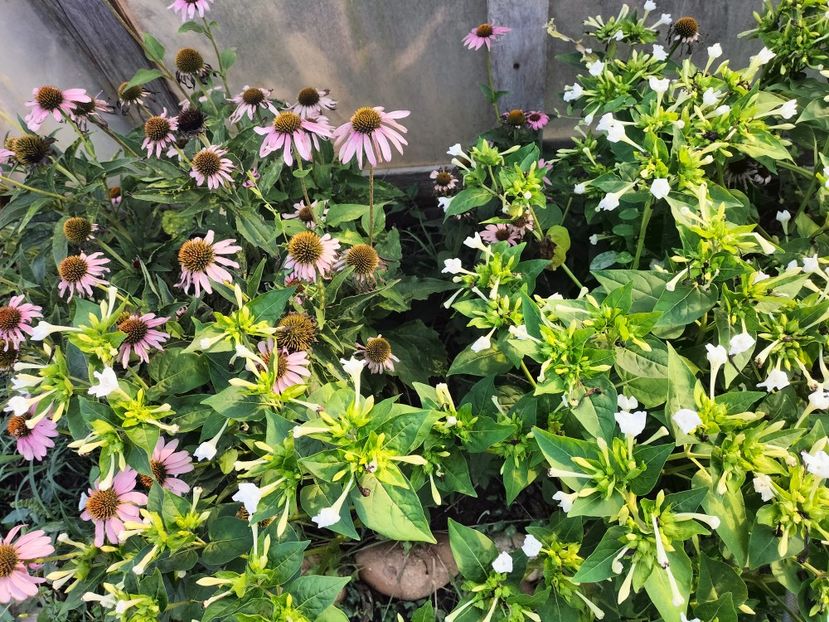 IMG20250904103611 - Toamna 2025