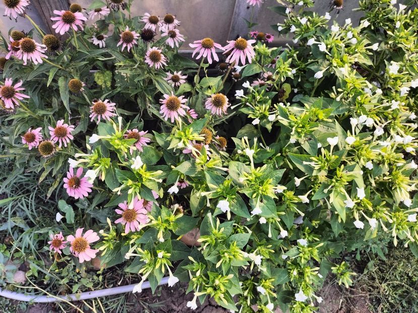 IMG20250904103553 - Toamna 2025