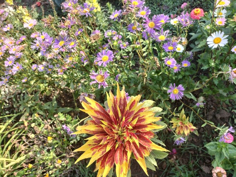 IMG20250904103447 - Toamna 2025