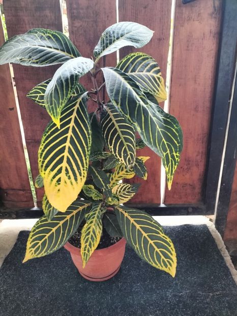 IMG20250831110430 - Toamna 2025