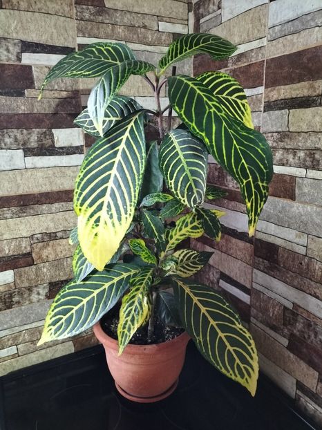 IMG20250831110154 - Toamna 2025