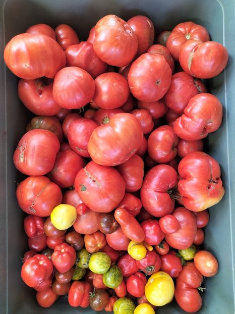 IMG20250826111322 - Toamna 2025